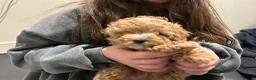 Maltipoo dogs for sale: Smallest maltipoos (read description) - Advert 13