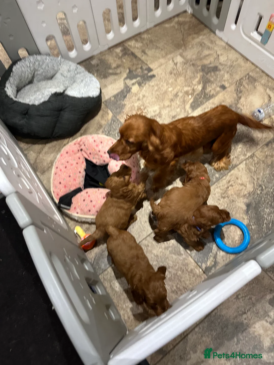 Cocker Spaniel dogs for sale: Cocker Spaniel Puppies - Advert 17