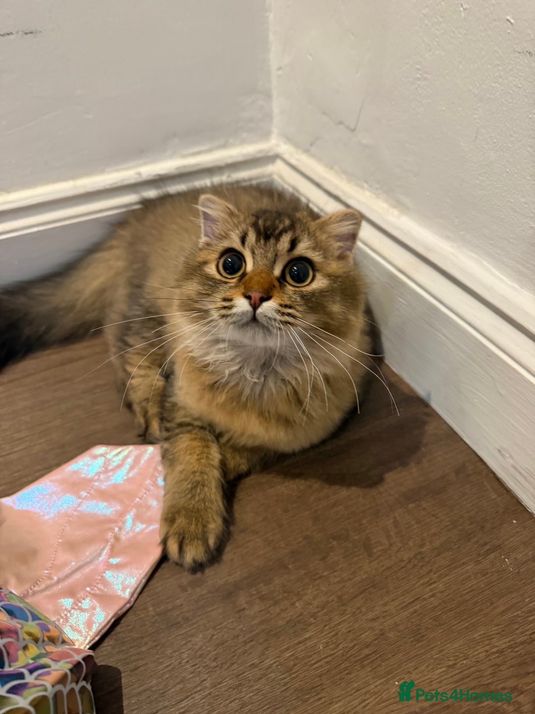 British Longhair cats for sale: Half British half Scottish fold male kitten  - Image 4