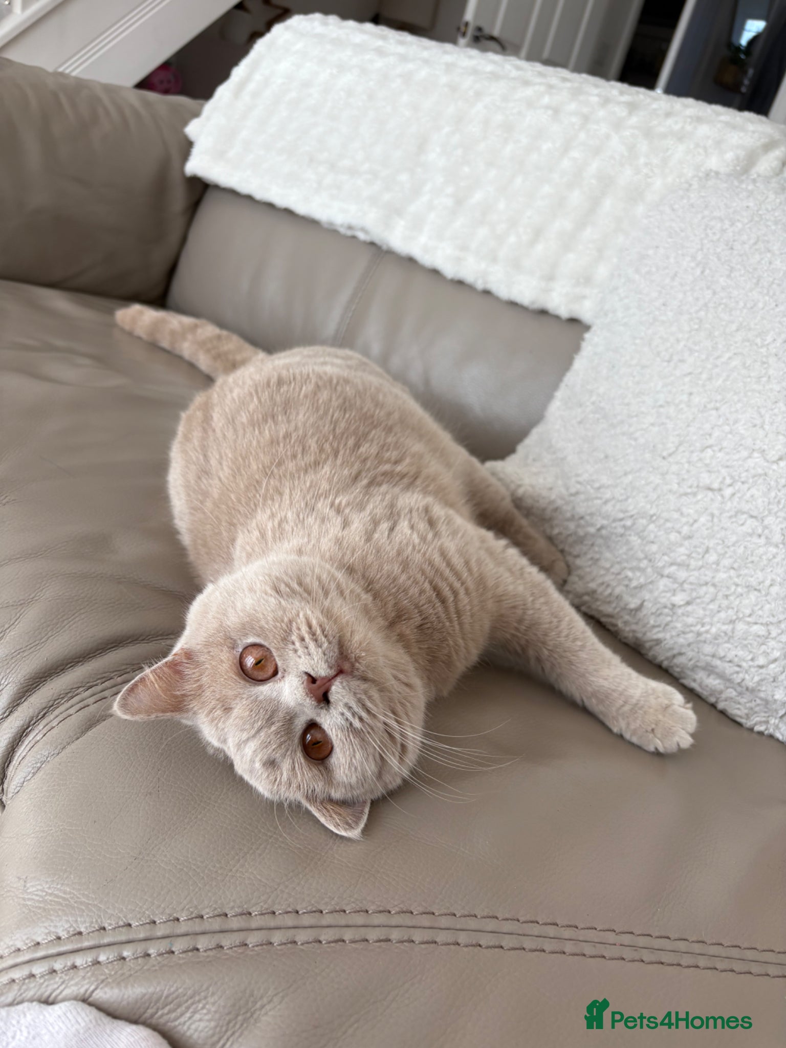 British Shorthair cats Stunning Fawn British Shorthair  - Advert 10