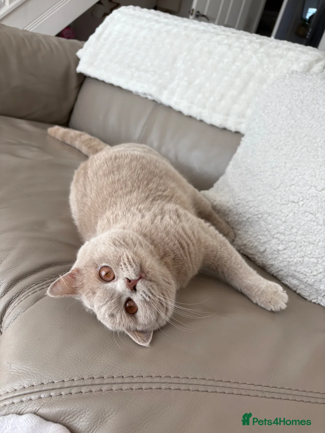 British Shorthair cats for sale: Stunning Fawn British Shorthair  - Advert 1