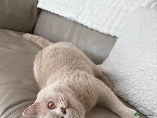 British Shorthair cats Stunning Fawn British Shorthair - Advert 1