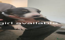 Border Collie dogs for sale: bored collie puppies  - Image 2