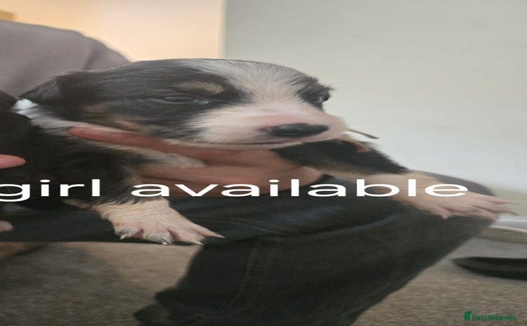 Border Collie dogs - Advert 1