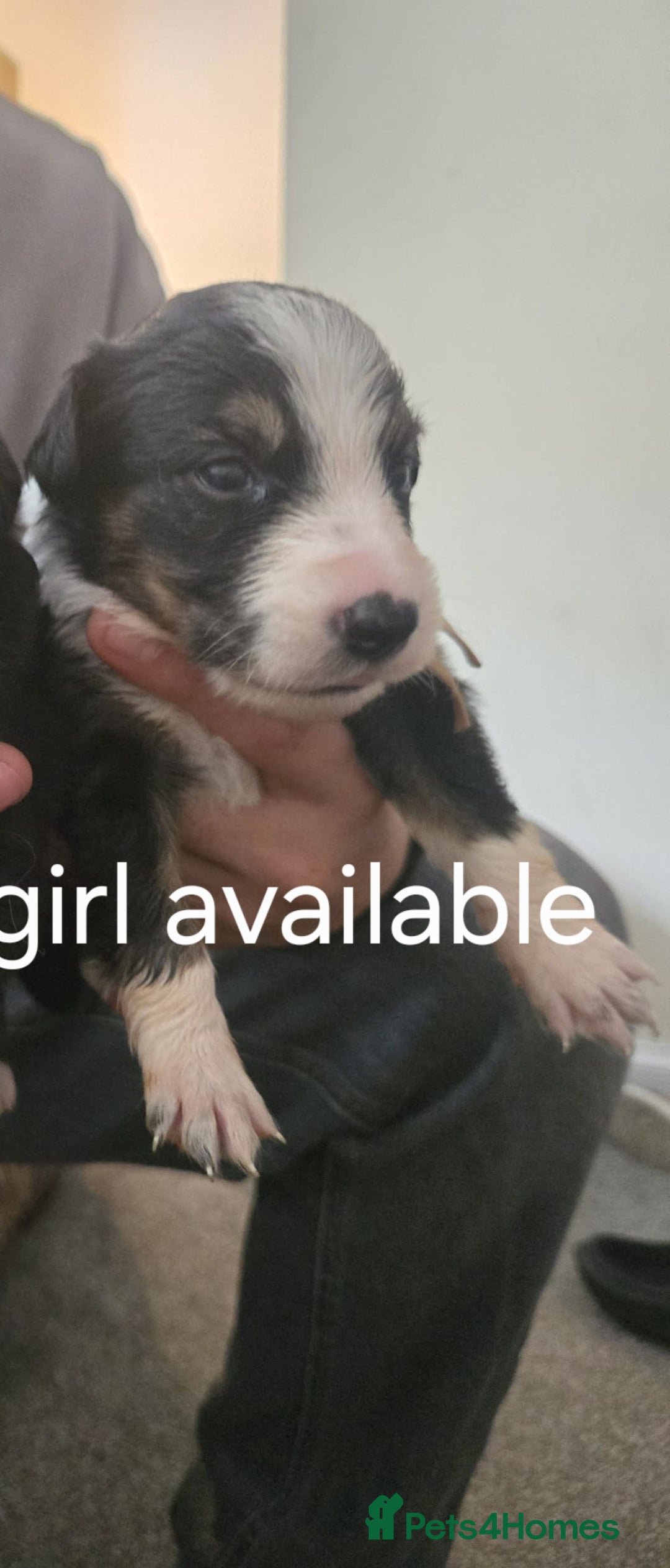 Border Collie dogs for sale: bored collie puppies  - Image 2