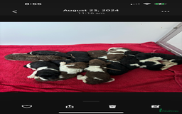 Bernedoodle dogs for sale: F1b St Berdoodle pups expected 15/9 - Image 12
