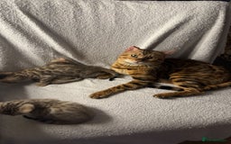 Bengal cats for stud: Bengal Stud Available🌟Hurry before spayed!🤍 in Ilford - Image 5