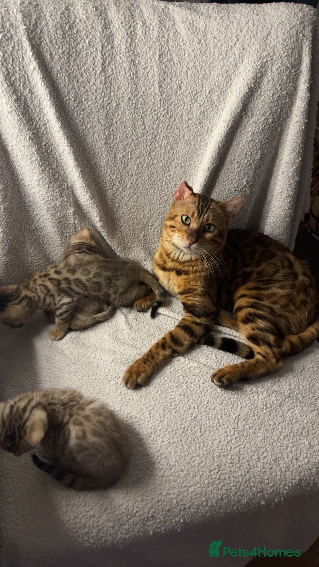 Bengal cats for stud: Bengal Stud Available🌟Hurry before spayed!🤍 in Ilford - Image 5