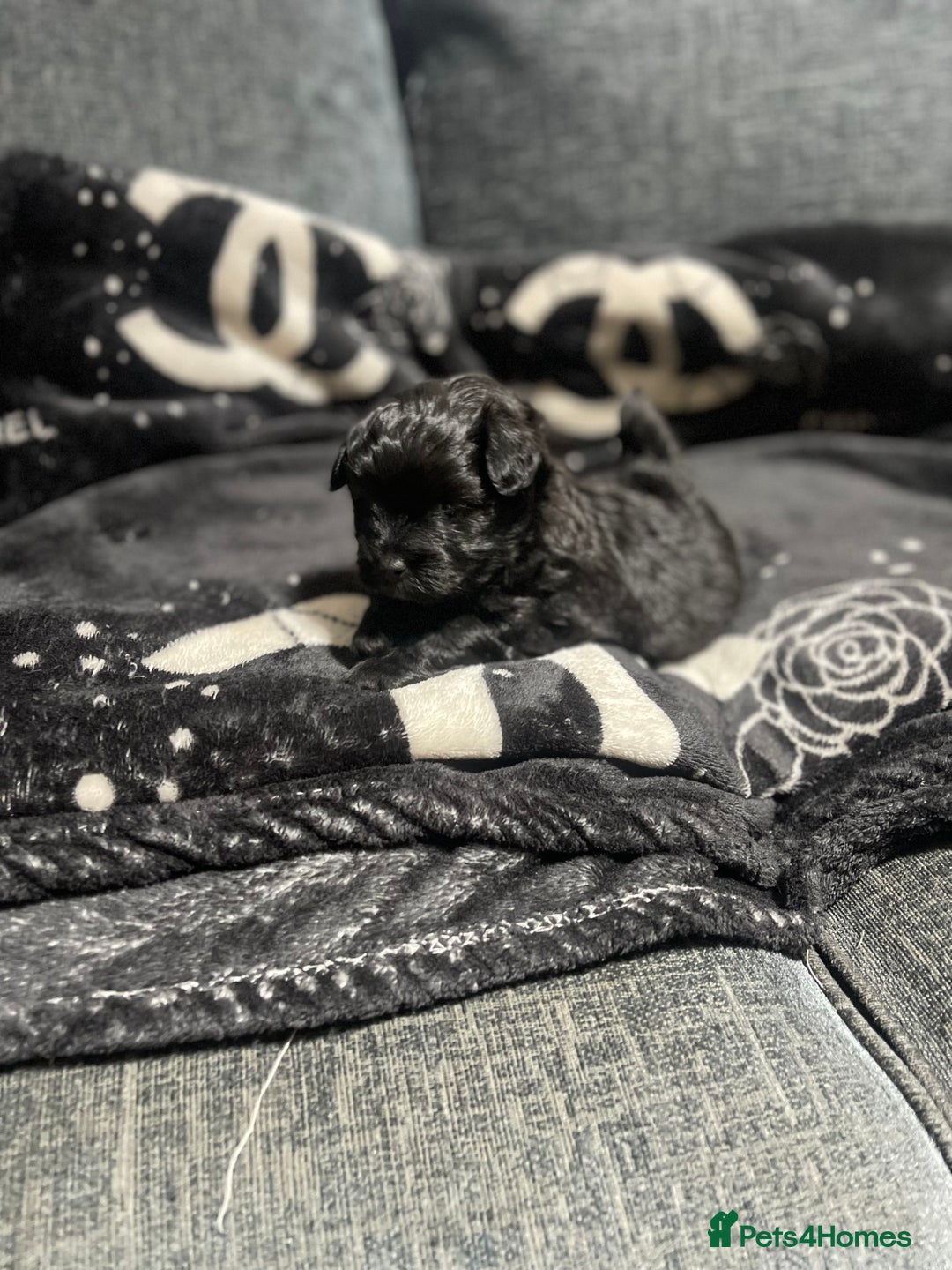 Pomapoo dogs for sale: Beautiful Pomapoo boys - Image 7