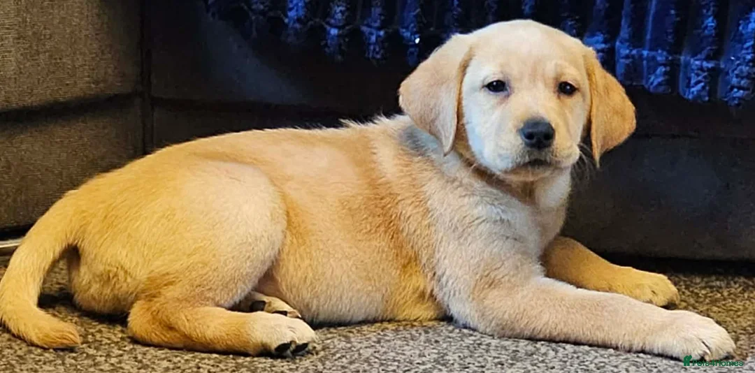 Labrador Retriever dogs for sale: 4 beautiful labrador puppies  - Advert 4