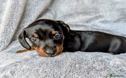 Miniature Dachshund dogs for sale: Genuine Short Haired Miniature Dachshund Puppies - Image 9