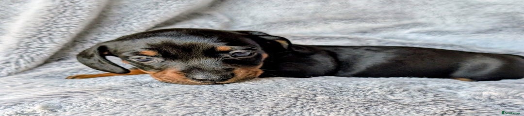 Miniature Dachshund Puppy 1