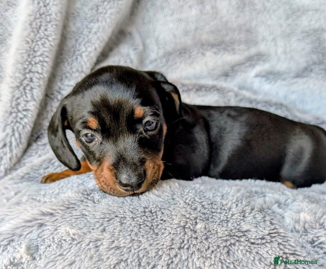 Miniature Dachshund dogs for sale: Genuine Short Haired Miniature Dachshund Puppies - Image 9