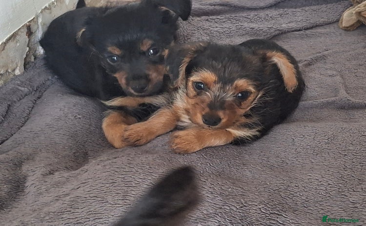 Mixed Breed dogs - Advert 11