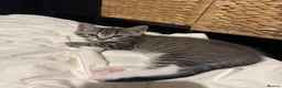 Mixed Breed cats for sale: Sphynx cross kittens - Advert 5