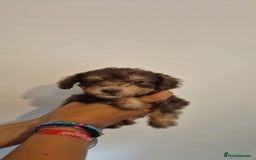 Bedlington Terrier dogs for sale: Bedlington terrier puppies  - Image 20