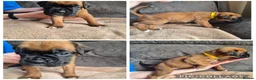 Boxer dogs for sale: 4 Beautiful Boxer Pups  - Advert 2