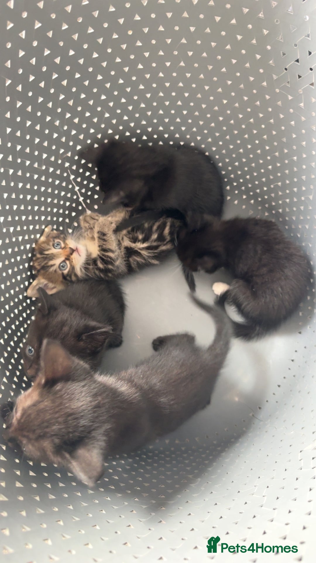 American Shorthair cats for sale: kittens - Image 3
