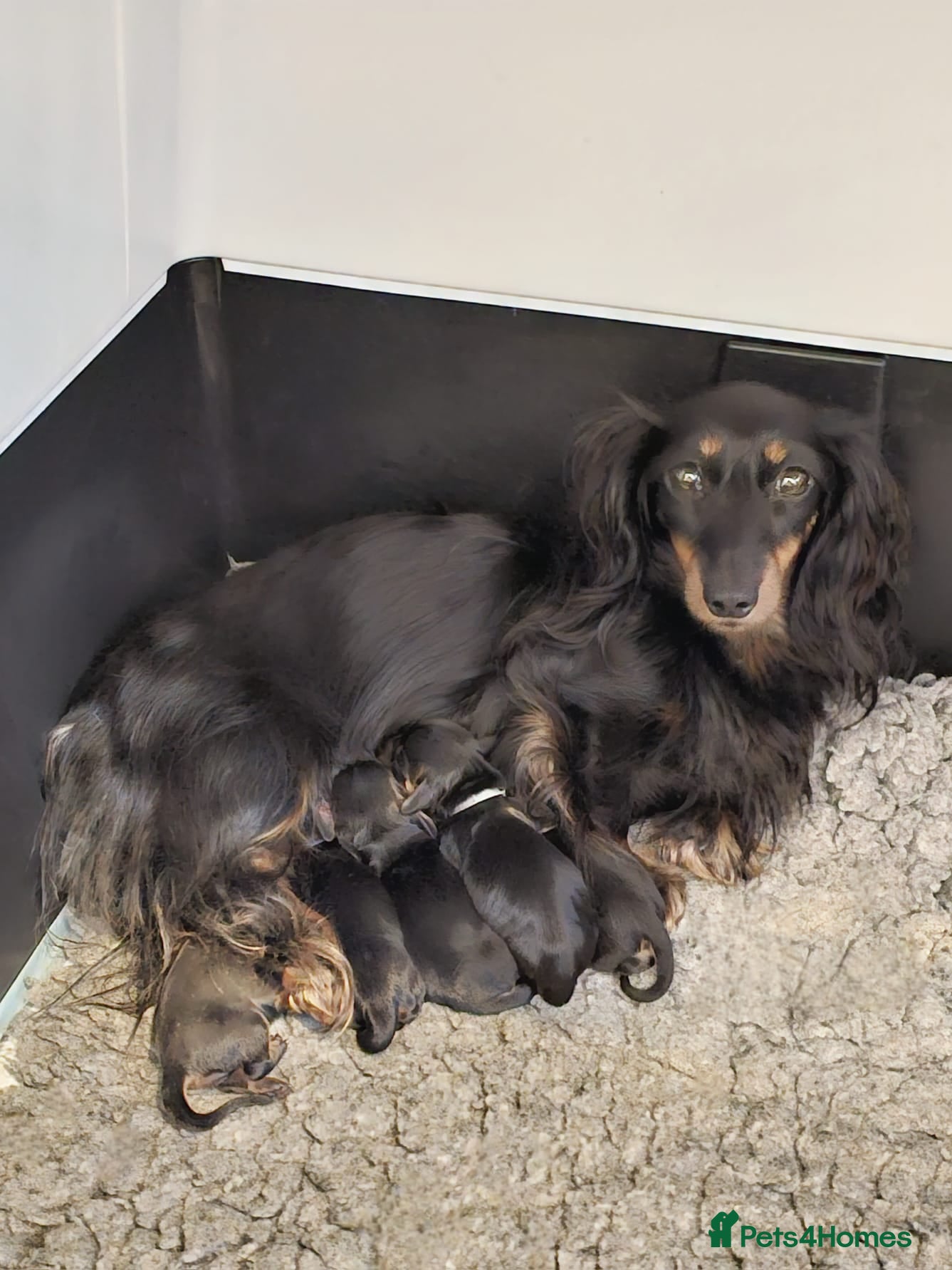 Miniature Dachshund dogs Stunning Miniature Long Haired Dachshunds - Advert 1