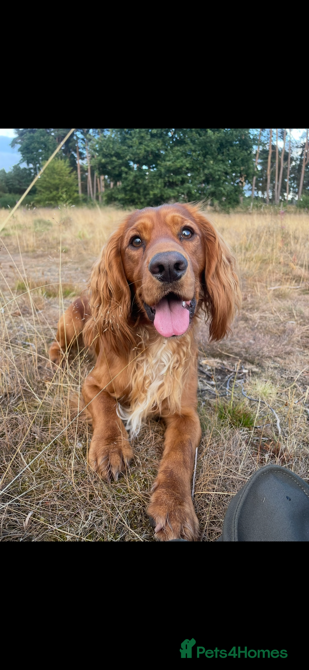 Cocker Spaniel dogs for stud: Kc reg red working cocker for stud - Advert 6