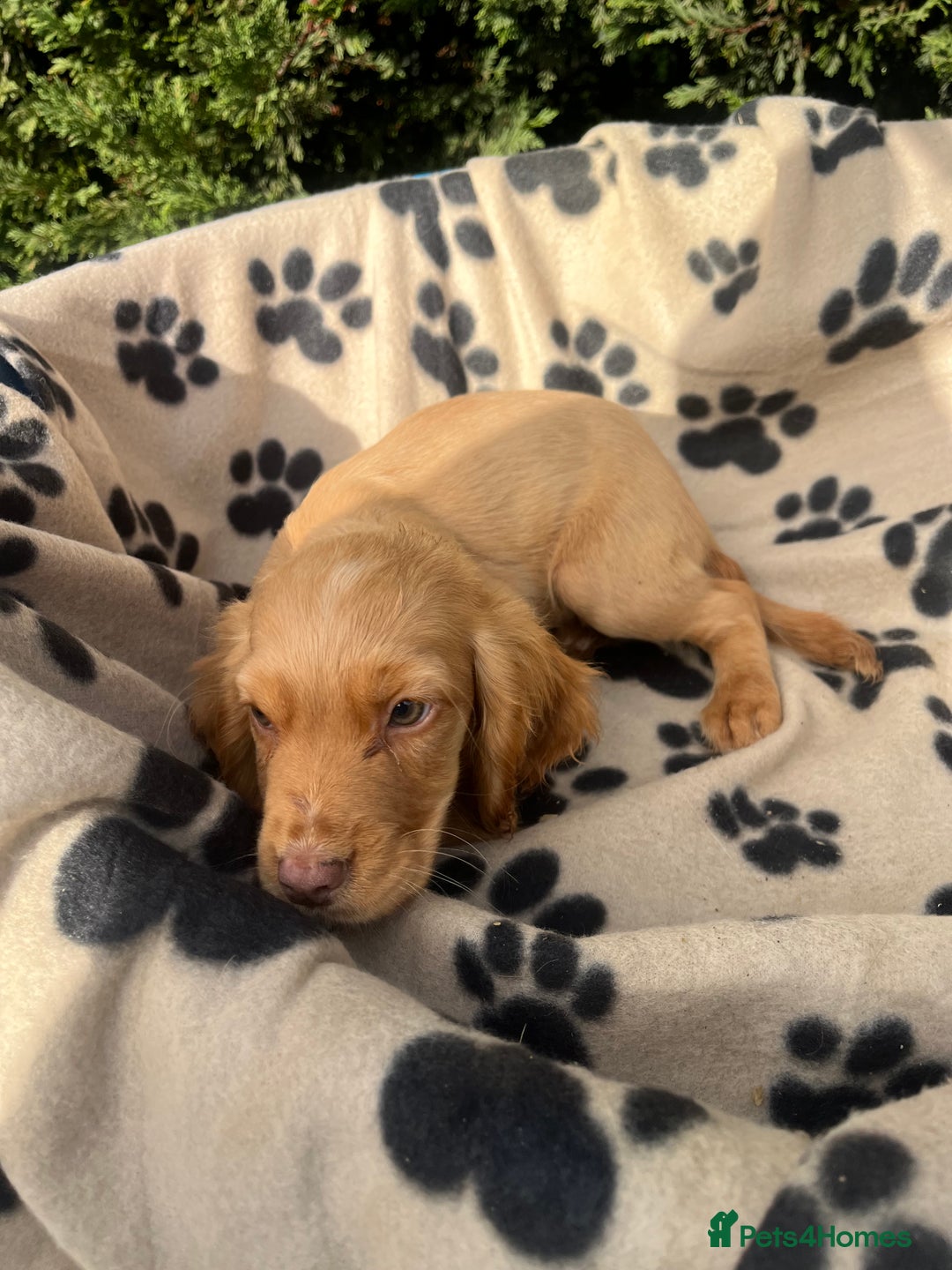 Cocker Spaniel dogs for sale: 5 beautiful cocker spaniels  - Advert 9