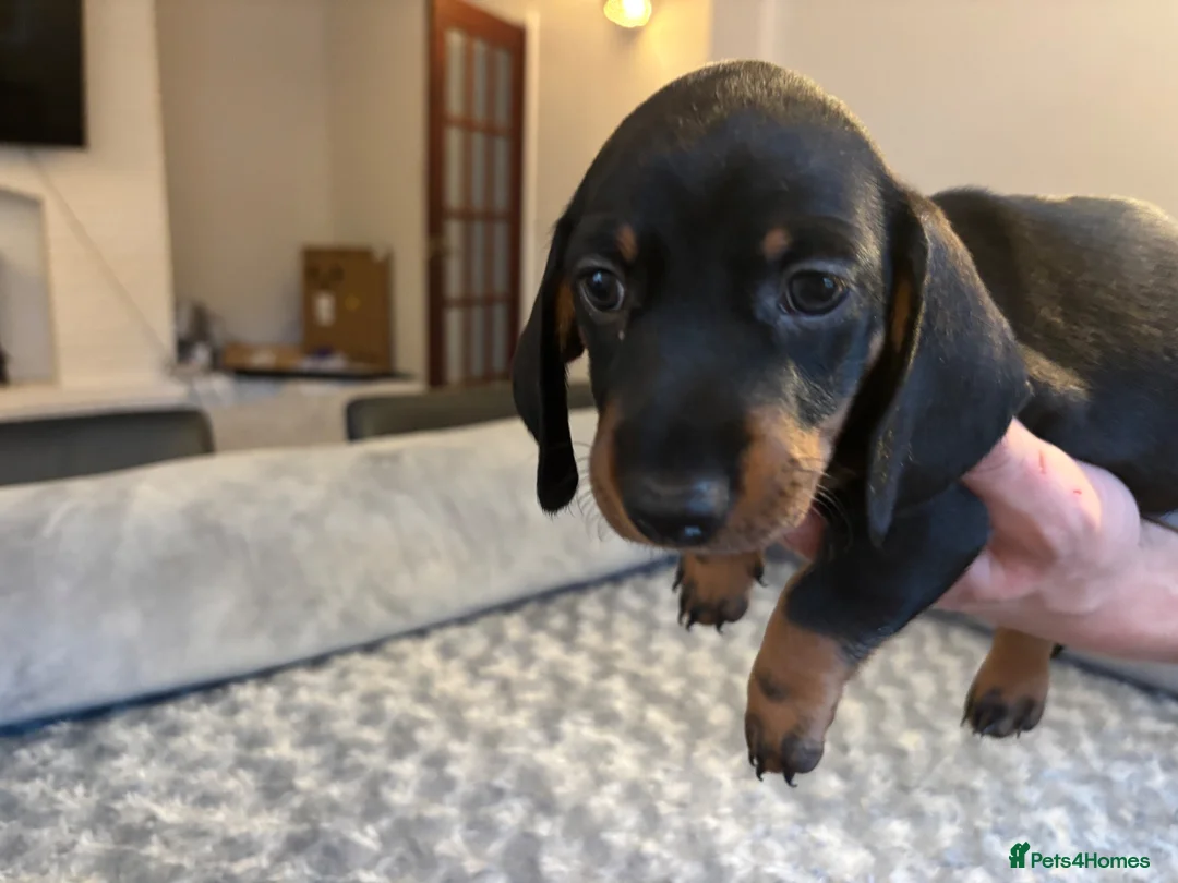 Dachshund dogs for sale: Dachshunds for sale - Advert 2