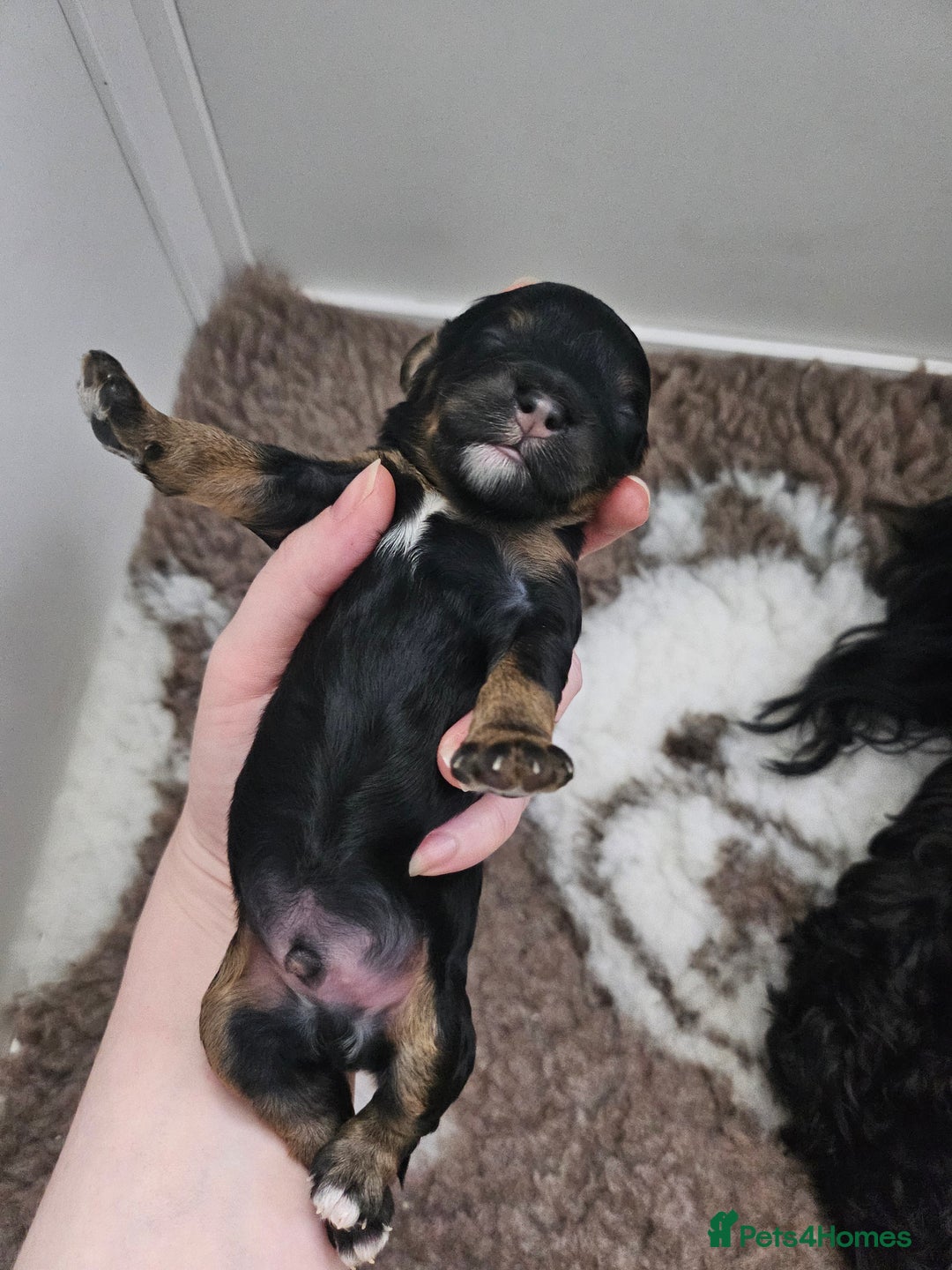 Cavapoo dogs for sale: Gorgeous F1b Toy Cavapoo Babies   - Advert 33