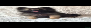 Pomeranian 1