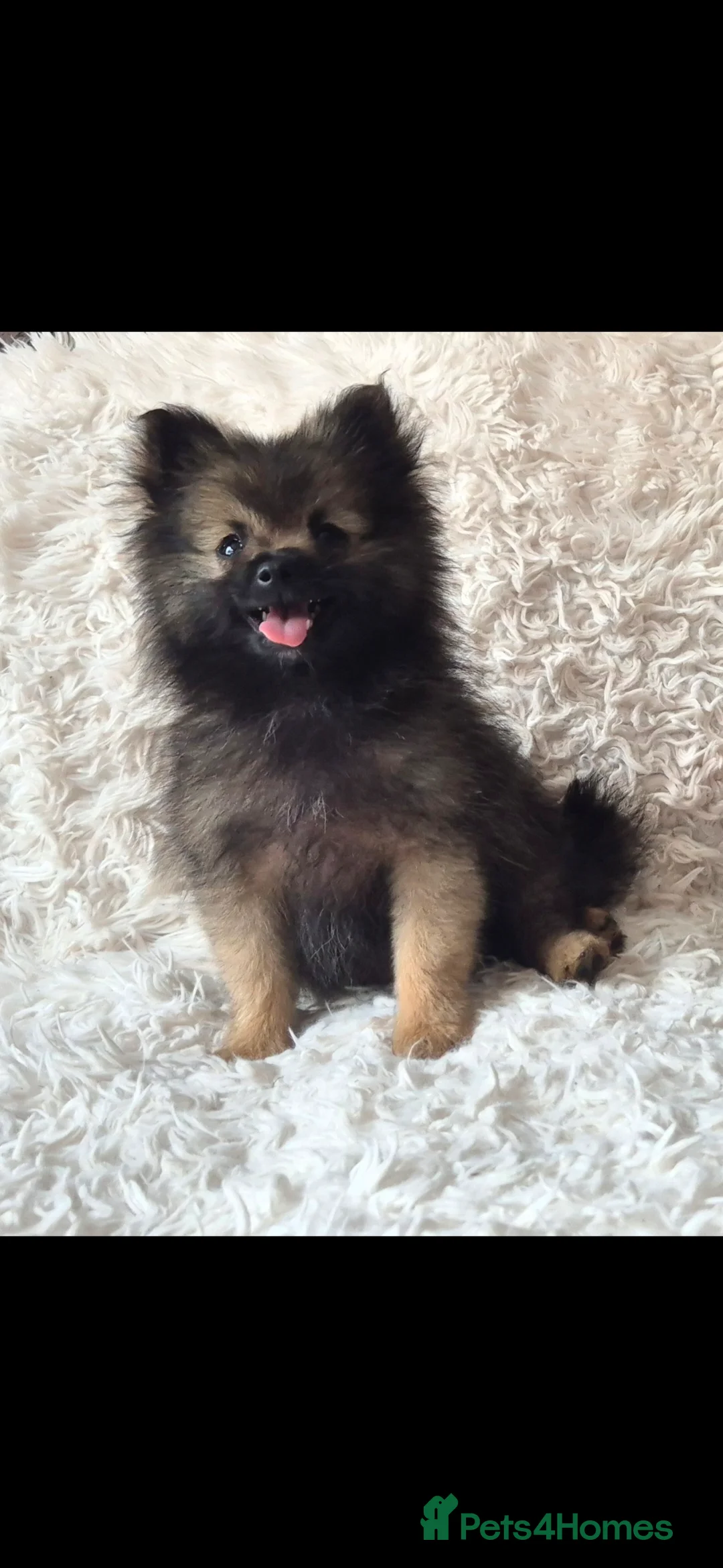 Pomeranian dogs for sale: Little pomeranian puppies  - Advert 17