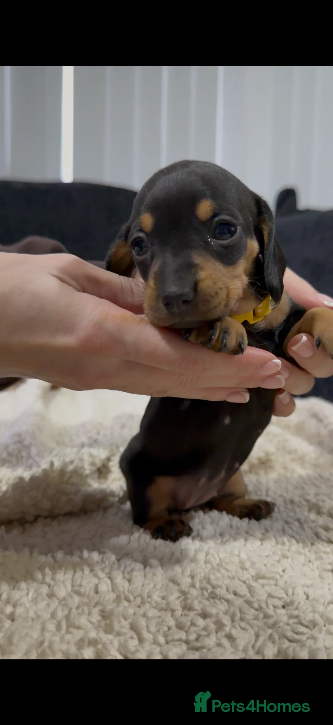 Miniature Dachshund dogs for sale: Miniature Dachshund Puppies - Advert 17