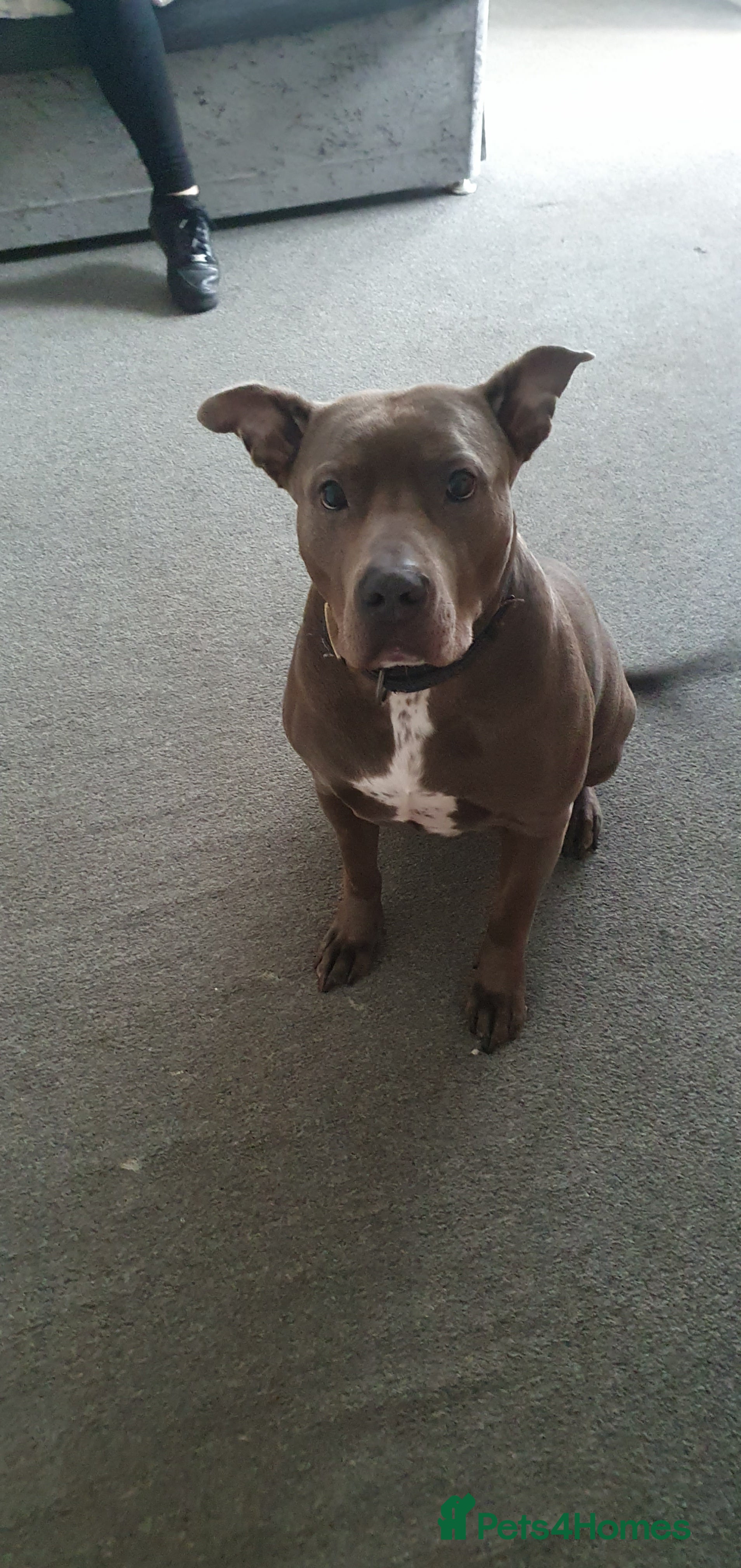 Mixed Breed dogs bluebelle  - Advert 1