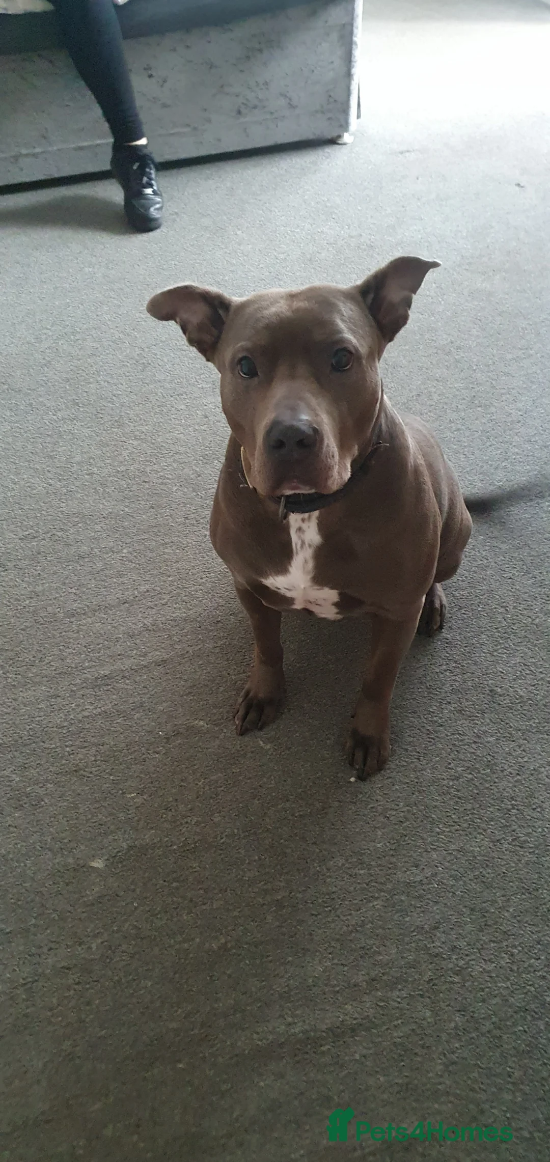 Mixed Breed dogs for sale: bluebelle  - Advert 1