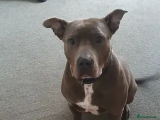 Mixed Breed dogs bluebelle - Advert 1