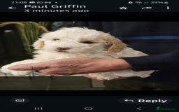 Cockapoo dogs for sale: 1 beautiful cockapoo girl - Image 9