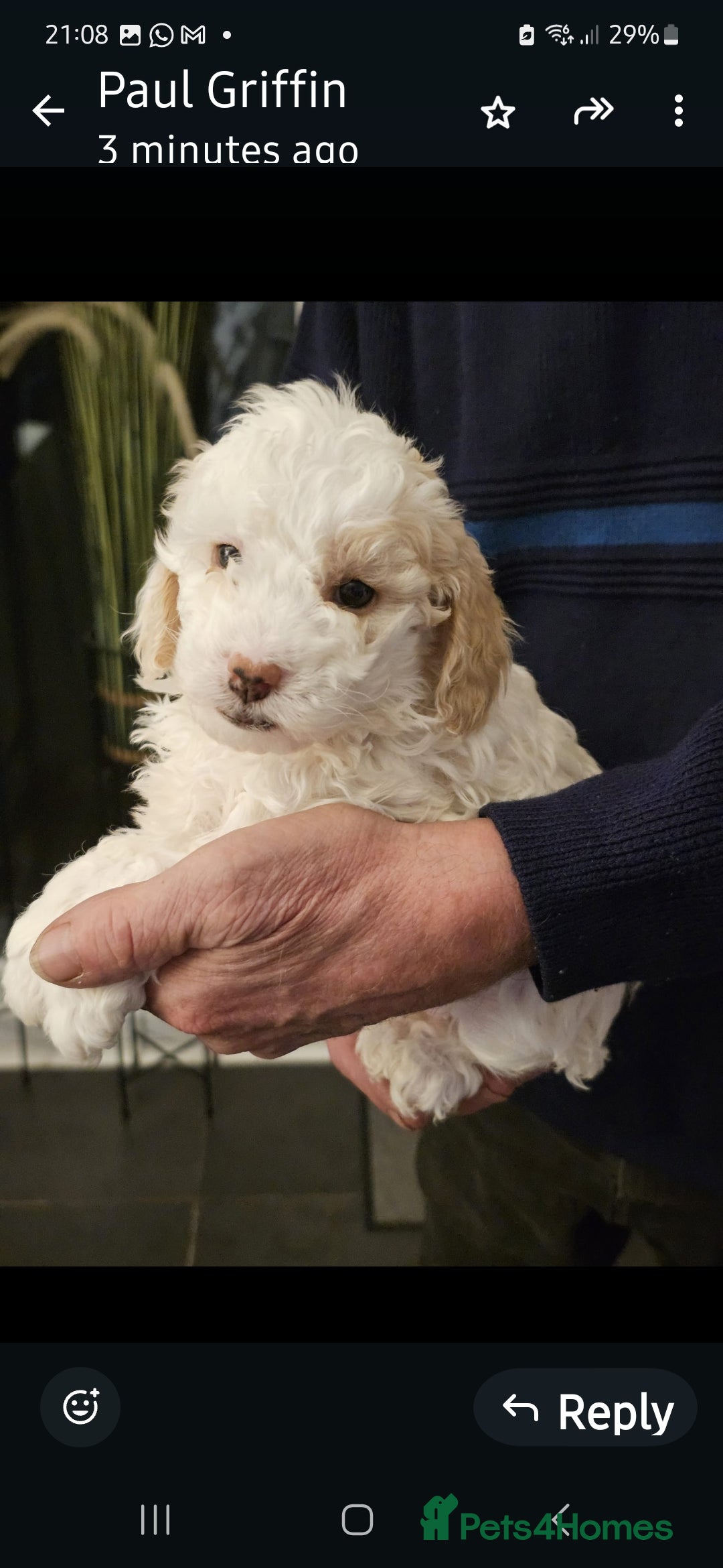 Cockapoo dogs for sale: 1 beautiful cockapoo girl - Image 9