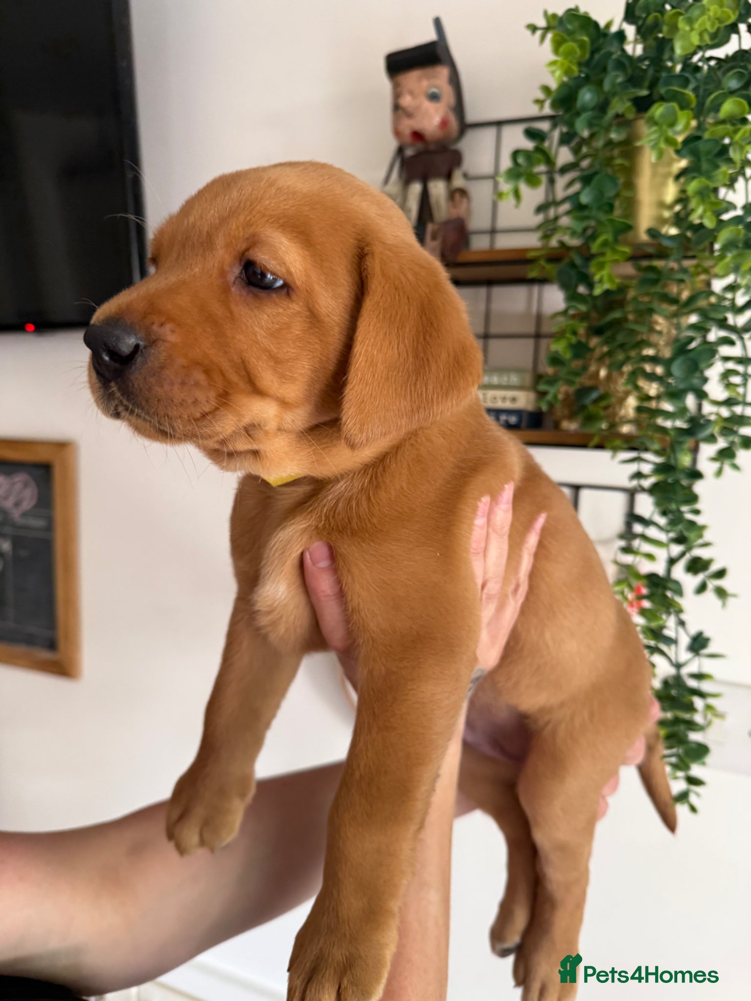 Labrador Retriever dogs Stunning Labrador Retriever Puppies  - Advert 2