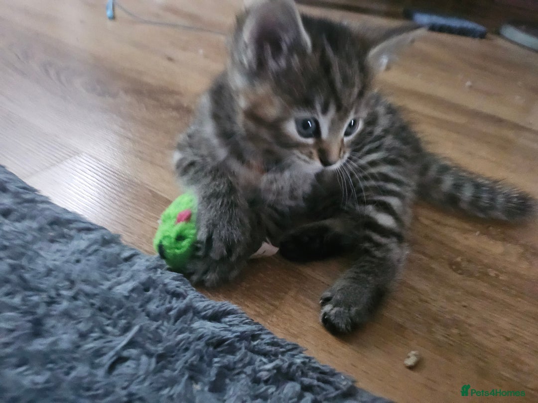 European cats for sale: Female tabby europian shorthair mixed kitten 🏡  - Image 18