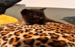 Domestic Shorthair cats for sale: ✨ Adorable Black Kittens Ready for Loving Homes  - Image 7