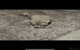 American Bully dogs for sale: Dog sale - Image 1