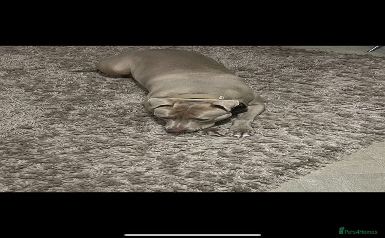 American Bully dogs - Advert 1