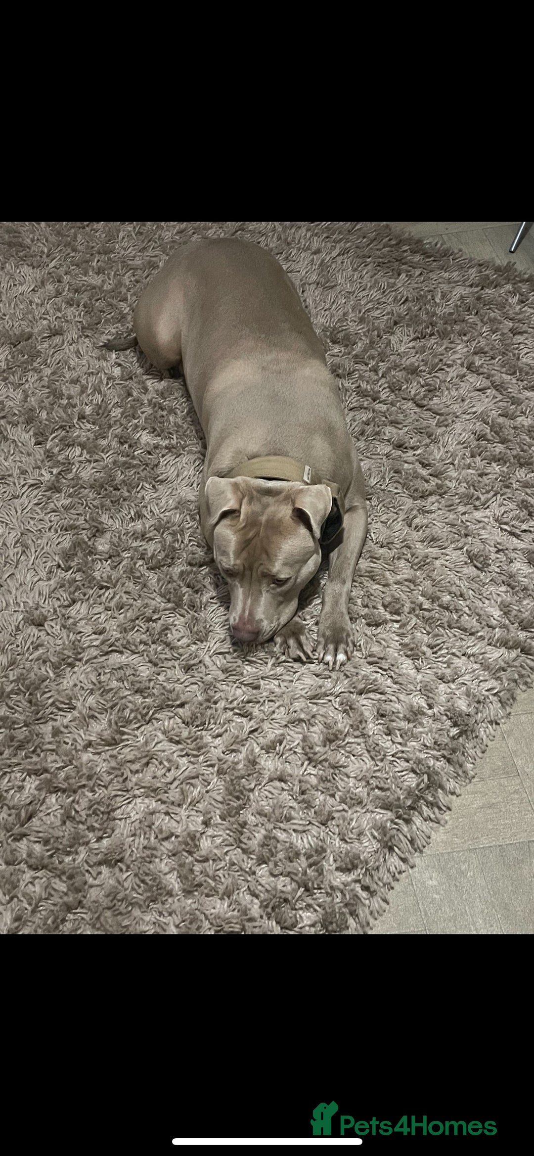 American Bully dogs for sale: Dog sale - Image 1