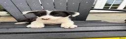 Border Collie dogs for sale: Border collie pups for sale - Advert 9