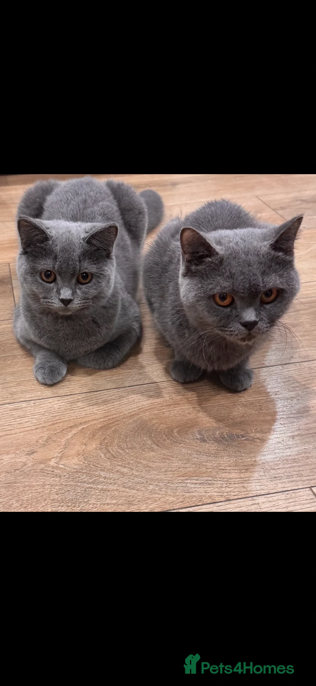 British Shorthair cats for sale: GCCF ACTIVE REG PURE BLUE PEDIGREE BSH QUEEN - Advert 1