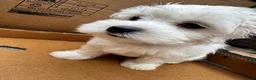 Maltese dogs for sale:   Maltese boys  - Advert 1