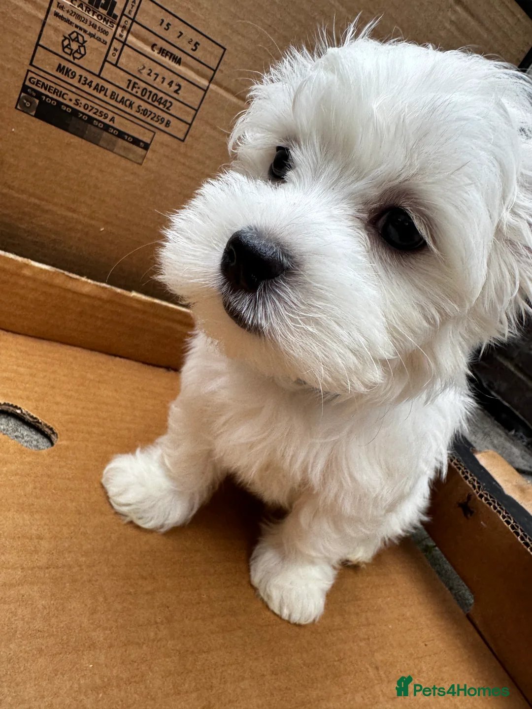 Maltese dogs for sale:   Maltese boys  - Advert 1