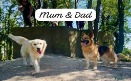 Mixed Breed dogs for sale: Golden Shepherd Puppies for Sale - Image 4