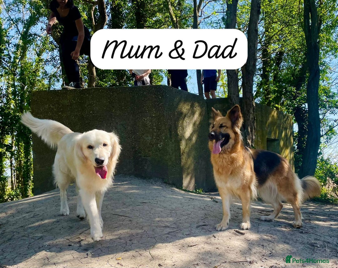 Mixed Breed dogs for sale: Golden Shepherd Puppies for Sale - Image 4