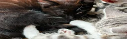 Mixed Breed cats for sale: CUTE KITTENS - Advert 8