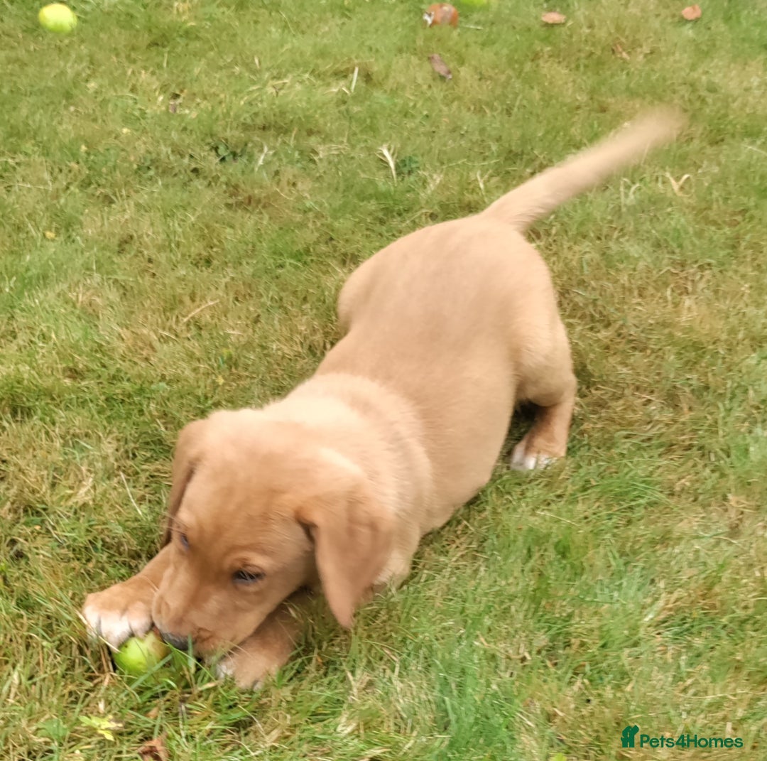 Labrador Retriever dogs for sale: Labrador pups for sale ready now!! - Image 5