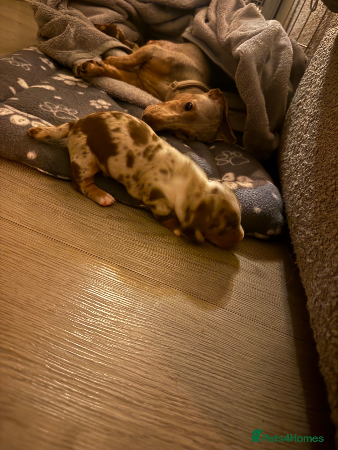 Miniature Dachshund dogs for sale: 🐾 5 Mini Dachshunds 4 dappled, 1 choc 🐾 - Advert 26